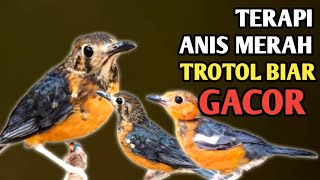 Download lagu Terapi anis merah, TROTOL BIAR NGRIWIK BUNYI DAN GACOR mp3