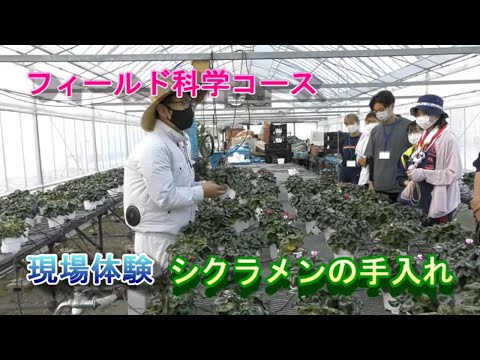 【フィールド科学コース】現場体験（シクラメンの手入れ）