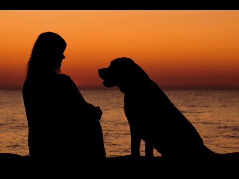 Hodowla LABRADOR RETRIEVER - wakacje EDEL PERLE 2019
