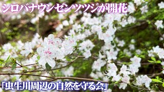 [Mushiogawa Area Nature Conservation Society] A fantastic landscape dyed white with white-flowere...