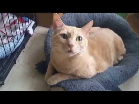 Tanner Would do Anything for a Home!