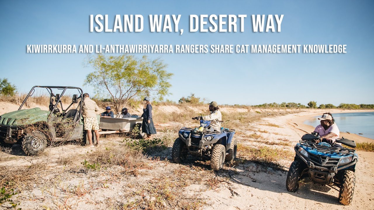 Island Way, Desert Way - Kiwirrkurra and li-Anthawirriyarra Rangers share cat management knowledge