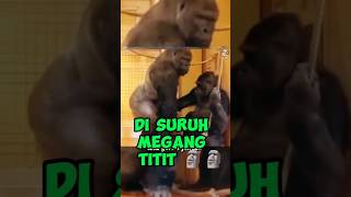 Download lagu Ternyata Begini Ketika Gorilla Jantan Lagi Birahi Berat🗿 #gorilla #hewan #shorts mp3 Download lagu Ternyata Begini Ketika Gorilla Jantan Lagi Birahi Berat🗿 #gorilla #hewan #shorts mp3