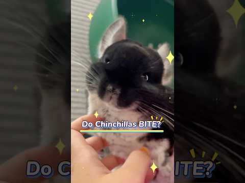 DO CHINCHILLAS BITE? | Understanding Chinchilla Behavior