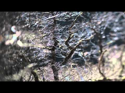 Sharron Kraus - Candlemas Moon