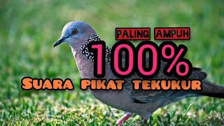 Download lagu Suara pikat durasi pendek cepat download @amanguklik88 mp3