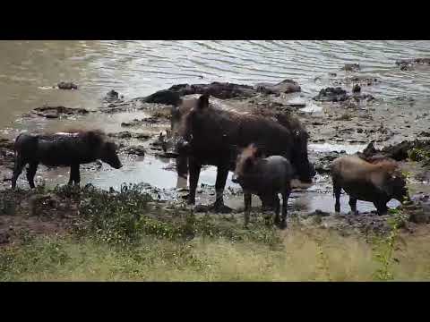 Djuma: Warthogs-two adults and three piglets - 11:20- 03/22/19