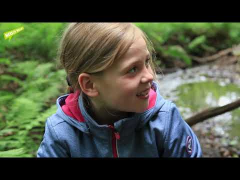 Wasser im Wald