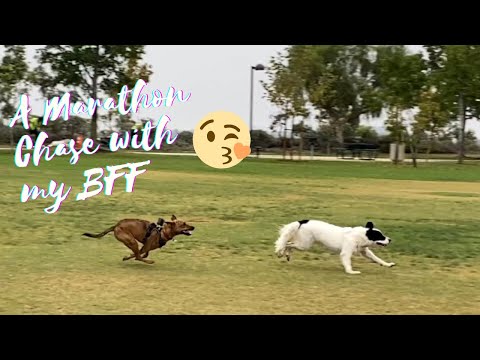 Dogs chasing each other 一追再追🏃‍♂️🏃‍♂️#dogplaying #dogrun