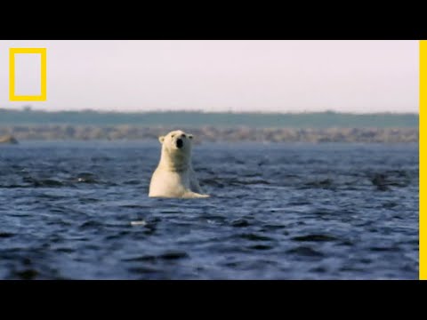 Images exclusives d'un ours polaire