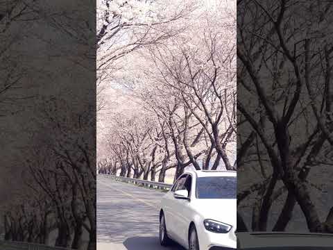 청도에 봄이 왔나 봄 [각북벚꽃길, 운문사]