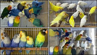 Arif Lovebirds Mutation Successful Breeding Setup