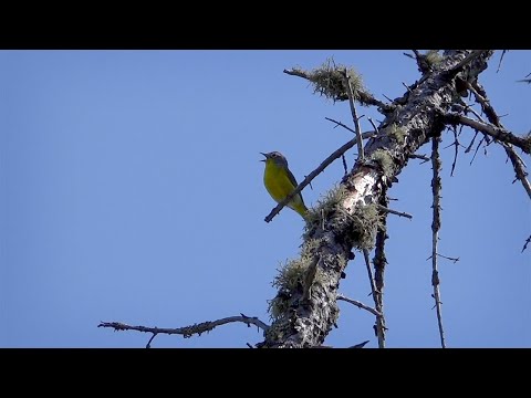 Horárik húštinový (Leiothlypis ruficapilla) — správanie, biotop a hlas