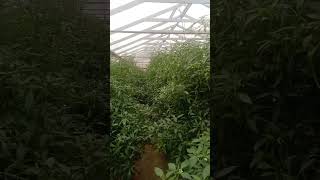 Download lagu Greenhouse chili Farm and Harvest || Baku || Azerbaiajn|| mp3