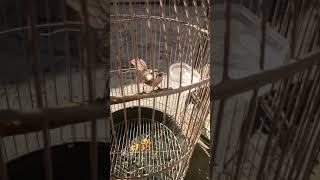 Download lagu Pentet macan gacor mp3 Download lagu Pentet macan gacor mp3