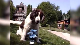 King Missle Heart is a Flower Video Homemade 1990