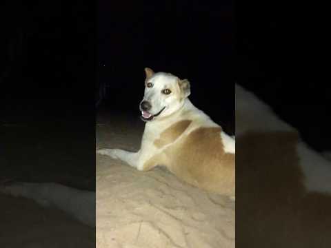 #funny #desimahaul #jhooksaraiki #desi #zubair #zubairvlogs #zubairveer