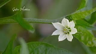 Download lagu Ovhi Firsty _ Kawan Manjadi Cinto || Lagu Minang ( Lyric Video dan Terjemah) ## mp3