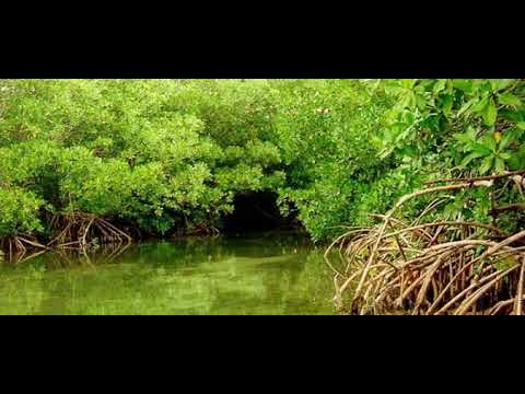 todas las musicas de dadish 2