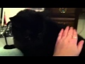 My Cat Loves Butt Patts