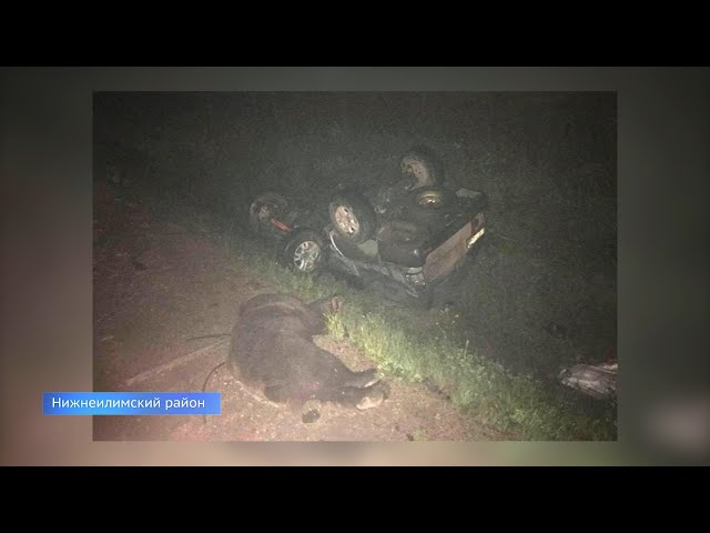 Медведь стал причиной ДТП