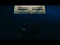 Billie Eilish WILDFLOWER Ft NL FO4EVER Remix