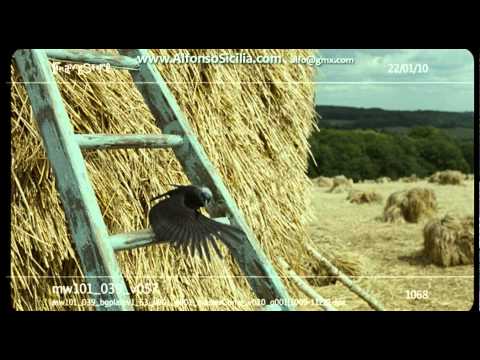 NannyMcPhee 2, shots reel, alfonso sicilia character animator