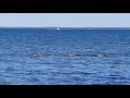 Innisfil. Crescent harbor geese