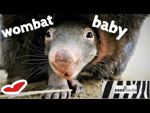 Süßes WOMBAT-BABY Apari 😍 im ZOO DUISBURG | zoos.media