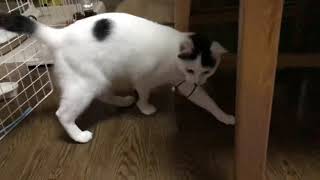 2018.11.27 今日のらにとぽんず。年の差がありすぎて過ごし方も違いすぎる。