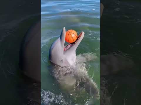 Dolphin core 🐬sea spirit 🤩🥰#funny #dolphin #Love #core #cute #happy #fyp #foryoupage