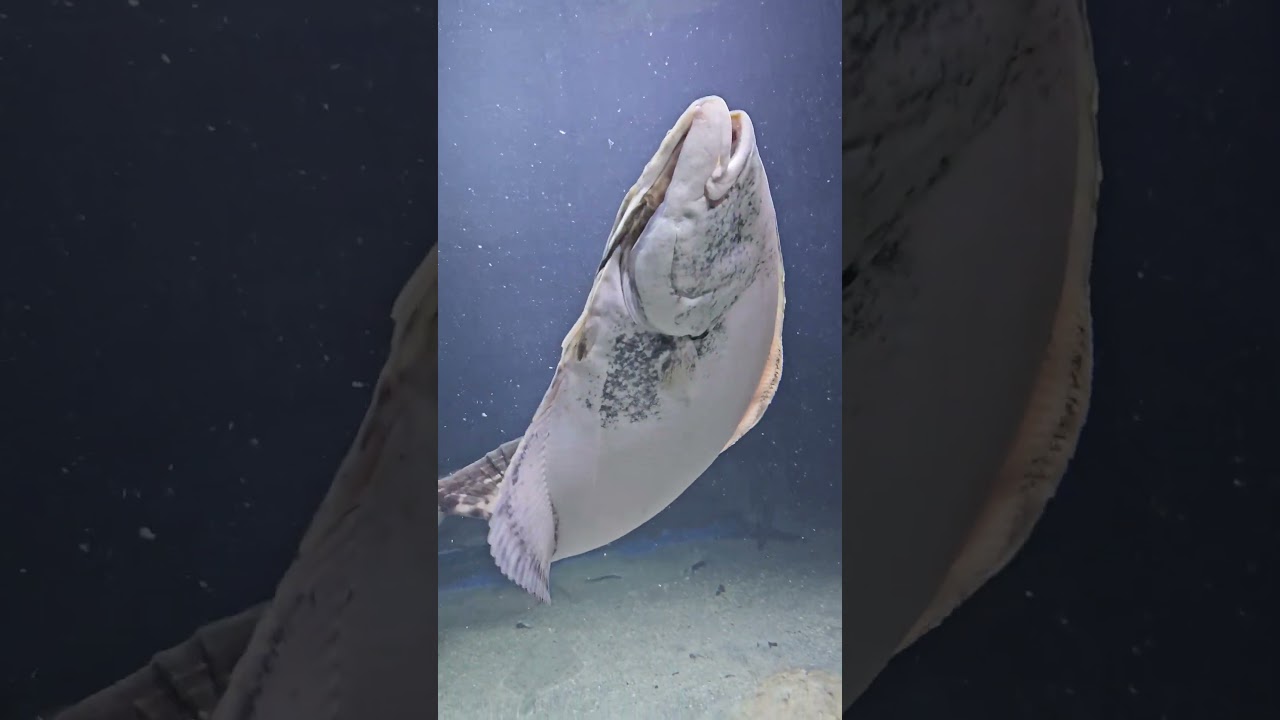 YouTube Short thumbnail