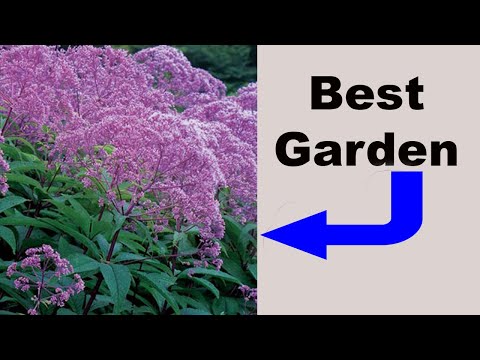 Butterfly Garden Joe Pye Weed - Definitive Guide!