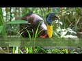 Northern Cassowary Sound - Deep vibrating call from a wild cassowary in New Guinea