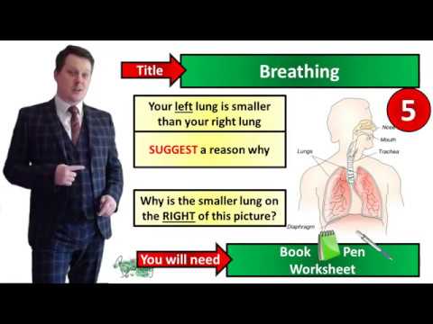 Breathing - Biology - Key Stage 3 - Mr Deeping