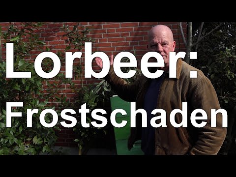 Lorbeer und Korkeiche - erste Beurteilung von Frostschäden
