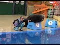 Sea Lions Tonite 2015 Full Show At SeaWorld San Diego June 24 2014