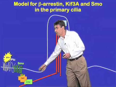 Cilia signaling - Robert Lefkowitz (Duke)