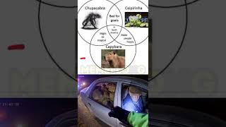 Download lagu #sora #soraai #memes 🥺 mp3