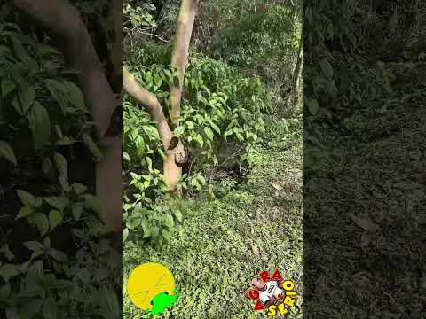 VEJA PORQUE A POROROCA DA MERDA NÃO DEU CERTO EM JUQUITIBA A CIDADE QUE NÃO DEU CERTO