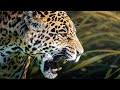 JAGUARS The King Predators Of The Jungle 4K