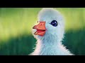 Dil Hai Chota Sa Choti Si Asha little duck animation