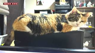三毛猫フミちゃん  LIVE配信 #3 2026年9月2日　calico cat　(LIVE stream)