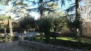 cinghiale-in-villa-area-delimitata-asl-in-campo-per-la-cattura