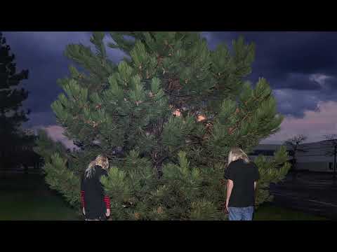 Video thumbnail for ​xXXi_wud_nvrstøp_ÜXXx