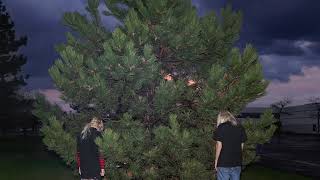 Cover art for xXXi_wud_nvrstøp_ÜXXx