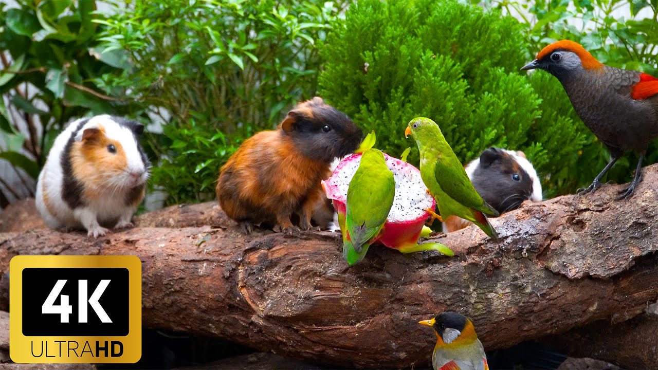 Engaging Cat TV for the Holidays 😸 Birds & Squirrels on a Winter Garden Wall 🐿️ No Ads 4K