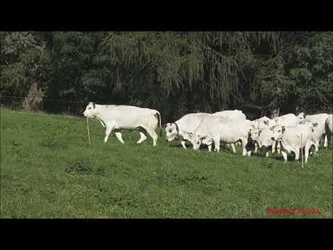 IL RITORNO DALL' ALPE A PONTECHIANALE (CN) VALLE VARAITA. DOM - 11 - 9 - 2022.