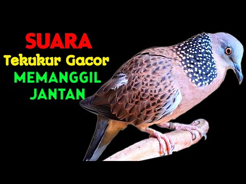 Suara Burung Tekukur Gacor Memanggil Lawan Langsung Nyaut Bunyi 