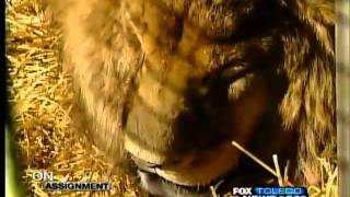 preview picture of video 'Owner hopes to save lion's life'